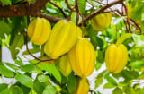 3 vị trí trồng khế hút tài lộc vào nhà