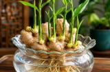 Cách trồng gừng thủy sinh ra mầm tua tủa