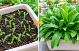 Cách trồng rau mùi tàu trong chậu nhanh được ăn, quanh năm xanh tốt, không phải gieo mới