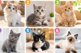 Chọn 1 chú mèo bạn thích nhất để xem người khác ấn tượng gì về bạn