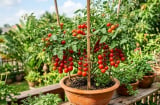 Mẹo trồng cà chua trong chậu, quả sai trĩu cành