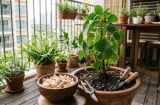 Nhiều người cho vỏ tỏi vào chậu cây và bất ngờ vì hiệu quả sau vài ngày