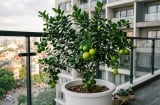 5 lợi ích của việc trồng cây chanh trong nhà
