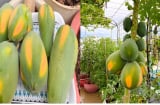 Cách trồng đu đủ trong chậu cho quả sai trĩu trịt