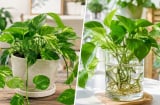 Cây trầu bà nên trồng thủy sinh hay trồng trong đất?