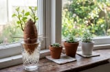 Chỉ cần đặt một củ khoai lang vào cốc nước, sau 10 ngày dây leo xanh mướt phủ kín ban công