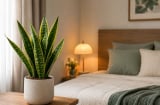 Có nên đặt chậu cây lưỡi hổ trong phòng ngủ? Chuyên gia chỉ ra 5 điều cần biết trước khi quyết định