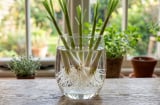 Đừng vứt gốc sả sau khi nấu ăn: Ngâm nước 1 tuần, rễ trắng mọc kín rồi đem trồng cực dễ