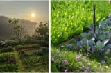 Không gian sống chữa lành: Khu vườn nhỏ giúp tìm lại sự bình yên