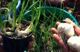 Mẹo trồng tỏi từ tỏi mọc mầm, củ to tròn, ăn quanh năm
