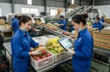 Ngành học được dự báo 'khát' nhân lực trong 10 năm tới: Ra trường dễ xin việc, nhiều doanh nghiệp săn đón