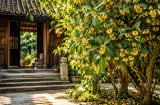 Vì sao người xưa nói trồng cây mộc hương như 'chôn hũ vàng' trước nhà?