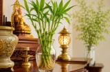 Cách trồng cây phát tài thủy sinh để ban thờ xanh quanh năm, không vàng úa