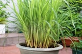 Cách trồng sả trong chậu cực dễ, đẻ nhiều nhánh, dùng được quanh năm