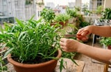 Chỉ cần 1 nhánh rau muống, sau 10 ngày kín cả chậu, hái ăn liên tục không xuể