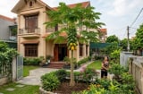 Có nên trồng cây đu đủ trước nhà? Giải mã ý nghĩa phong thủy và tài lộc ít người biết!
