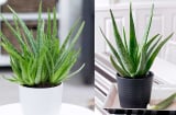 Mẹo trồng nha đam (lô hội) trong đất và thủy sinh, cho lá to, mập