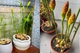 Cách trồng gừng phong thủy, sớm nở hoa, hút tài lộc ầm ầm