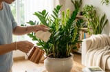 Chỉ cần 1 nhúm muối: Cây kim tiền trồng chậu đẻ nhánh liên tục, lá bóng đẹp ít ai biết bí quyết