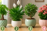 Chọn 1 chậu cây cảnh bạn ấn tượng nhất để xem tháng 7 âm lịch tới sẽ có biến động gì không?