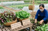 3 loại rau ăn lá có khả năng 'ngậm' nhiều kim loại nặng nhất: Nhà nào cũng mua nhưng ít người biết
