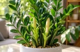 Cách để cây kim tiền nhanh ra hoa, rước may mắn vào nhà