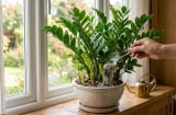 Đừng chỉ tưới nước: Thêm 1 thìa này vào chậu, cây kim tiền bật chồi liên tục, lá xanh bóng mướt
