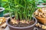 6 mẹo trồng gừng trong chậu giúp đẻ nhiều nhánh, củ to, vừa làm cây cảnh đẹp vừa để ăn