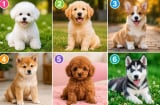 Chọn 1 chú cún bạn yêu thích nhất: Tiết lộ ấn tượng đầu tiên người khác thường có về bạn