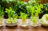 5 loại rau có thể trồng lại từ phần gốc bỏ đi, không cần mua giống