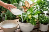 Có phải mọi loại cây đều thích được tưới nước vo gạo?