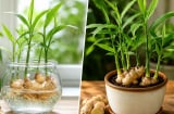Trồng gừng cảnh nên trồng thủy sinh hay trồng trong đất?