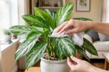 Đừng chỉ tưới nước: Cây ngọc ngân xanh bóng hơn nếu làm đúng cách này