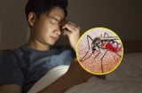 Tại sao muỗi chỉ vo ve trong bóng tối và biến mất khi bật đèn?