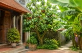 Người xưa dặn: 2 cây trồng trước cửa dễ cản tài lộc, chuyển ra sau nhà lại giúp giữ của cải giàu sang
