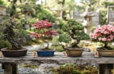 Trắc nghiệm: Hãy lựa chọn 1 bình bonsai bạn ấn tượng nhất