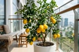 Trồng cây chanh vàng có khó không?