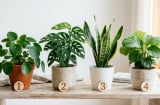 Bạn thích cây nào nhất? Đáp án tiết lộ cơ hội tài chính sắp tới