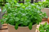 Trồng bạc hà trong chậu, làm đúng 5 bước này cây dễ phát triển hơn