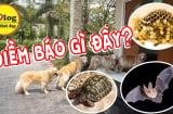 3 con vật vào nhà mang điềm báo may mắn đừng dại đuổi đi