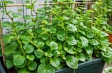 Cách trồng mồng tơi trong chậu cho nhà chật, làm đúng vài bước là có rau xanh ăn quanh năm