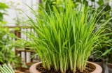 Cách trồng sả trong chậu nhanh thành bụi, dùng quanh năm