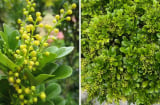 Có nên trồng cây ngâu trước nhà?