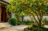 Người xưa nói: Trồng cây mộc hương đúng vị trí này, gia đình êm ấm, con cháu hưởng phước