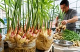 Mẹo trồng gừng không cần tưới vẫn ra mầm tua tủa