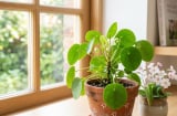 Người xưa truyền lại: 4 dấu hiệu xuất hiện trong tháng 7 âm được xem là điềm lành