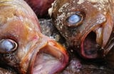 5 loại cá giá rẻ như cho cũng tuyệt đối đừng mua