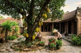 5 lý do nên trồng ngay một cây mít trong vườn nhà: Vừa hút tài lộc, vừa thu lợi đủ đường