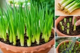 Cách trồng hành lá trong chậu bằng phần gốc bỏ đi, xanh tốt quanh năm, trồng 1 lần thu nhiều năm