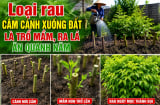 Loại rau cắm cành xuống đất là trổ mầm, ra lá ăn quanh năm